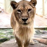 ライオン「ネネ」の死亡について