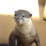 コツメカワウソの来園について