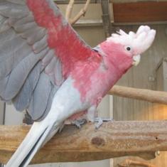 小型インコ舎