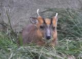 大島動物公園からメスのキョン2頭が来ました