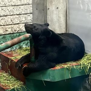 二ホンツキノワグマ