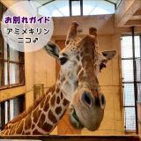 アミメキリンの転出について
