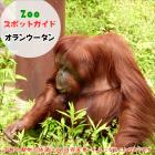 7月27日はオランウータン