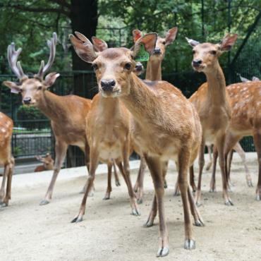 福岡市動物園｜ツシマジカ