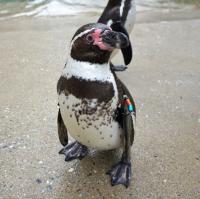 ペンギンが帰ってきます