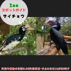 7月20日はサイチョウ