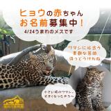 ヒョウの赤ちゃんの名前を募集