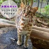 ツシマヤマネコ「アカツキ」お別れガイドを開催します