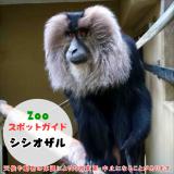 4月27日はシシオザル