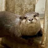 コツメカワウソが来園しました