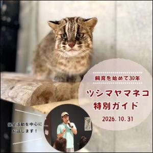 2026年10月31日(土曜日)11時00分からツシマヤマネコの特別ガイドを開催する告知用の画像