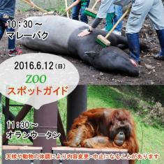 2016年6月12日(日)のスポットガイドは10：30～マレーバク ，11：30～オランウータン