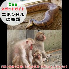 飼育員によるZOOスポットガイド。 当園に暮らす動物たちのお話を中心に、生態やエサについて担当飼育員が楽しくご紹介します。