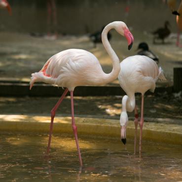 福岡市動物園｜ヨーロッパフラミンゴ