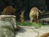 カンガルーの赤ちゃんも生まれています