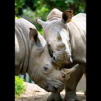 第44回動物園写真コンテスト作品募集期間を延長します