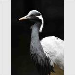 <動物園職員が選ぶ> 2026年福岡市動物園写真コンテスト入賞者について