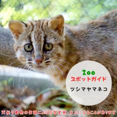 飼育員によるZOOスポットガイド。 当園に暮らす動物たちのお話を中心に、生態やエサについて担当飼育員が楽しくご紹介します。