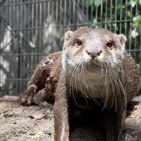コツメカワウソ「リラ」の死亡について