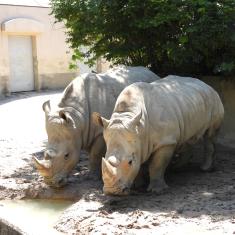 動物サポーター限定企画＜バックヤードガイド＞