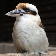 ワライカワセミ