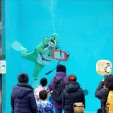 今年の干支「ウマ」の格好をしたダイバーがペンギンプールを掃除します