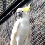 6月15日（水）オウム・インコの日特別ガイド開催♪