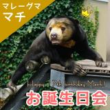 マレーグマ「マチ」のお誕生日会を開催♪