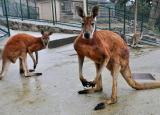 サポーターズデイ『6月のバックヤードガイド』