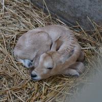 アラビアオリックスの赤ちゃんが生まれました！