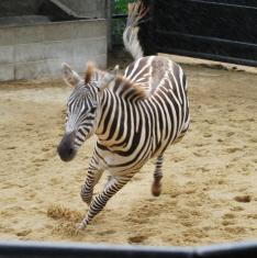 グラントシマウマのカミリ