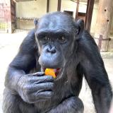 チンパンジーの来園について