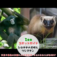 飼育員によるZOOスポットガイド。 当園に暮らす動物たちのお話を中心に、生態やエサについて担当飼育員が楽しくご紹介します。