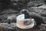 動物たちにも涼を♪8月の土曜日は『氷のプレゼント』開催