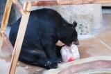 8月8日(土)「夜の動植物園」スポットガイド