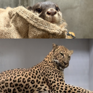 コツメカワウソ・ヒョウ