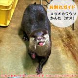 コツメカワウソ「かんた」のお別れガイド