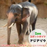 （※5/23追記）5月25日はアジアゾウ