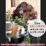 2月23日はオランウータンとレッサーパンダ