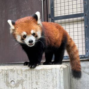 動物サポーター限定企画<バックヤードガイド>