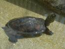クサガメ