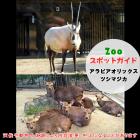 【2/25 追記】3月1日はアラビアオリックスとツシマジカ