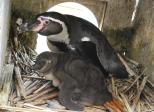 フンボルトペンギンの赤ちゃん巣箱外へデビュー