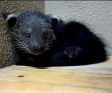 ビントロングの赤ちゃんの死亡について