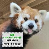 「国際レッサーパンダの日」特別ガイドを開催します