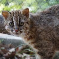 ツシマヤマネコ「こまり」の死亡について