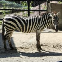 グラントシマウマ「カミリ」の死亡について