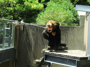 マレーグマがエサをもらっている写真