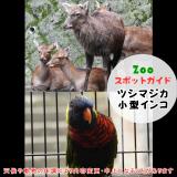 11月23日はツシマジカと小型インコ