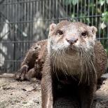 コツメカワウソ「リラ」の死亡について